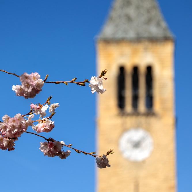 pink blossoms on branches in the foreground; McGraw Tower in the background with a clear blue sky